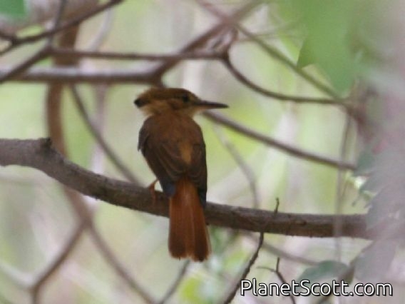 Tropical Royal Flycatcher (Onychorhynchus coronatus)