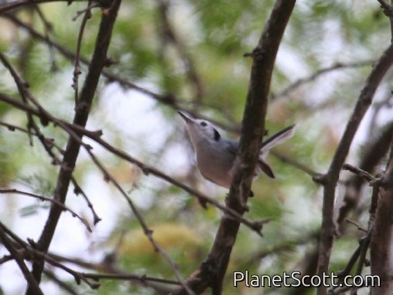 Tropical Gnatcatcher (Polioptila plumbea)