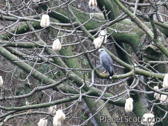 Gray-lined Hawk (Buteo nitidus)