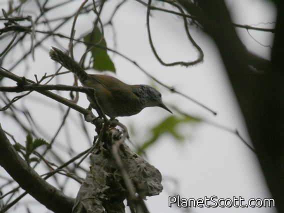Speckle-breasted Wren (Thryothorus sclateri)
