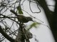 Speckle-breasted Wren (Thryothorus sclateri)