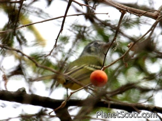 Yellow-olive Flycatcher (Tolmomyias sulphurescens)