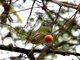 Yellow-olive Flycatcher (Tolmomyias sulphurescens)