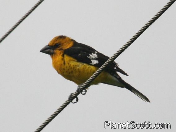 Golden-bellied Grosbeak (Pheucticus chrysogaster)