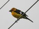 Golden-bellied Grosbeak (Pheucticus chrysogaster)