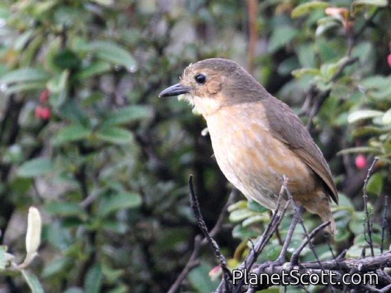 Tawny Antpitta (Grallaria quitensis)