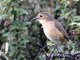 Tawny Antpitta (Grallaria quitensis)