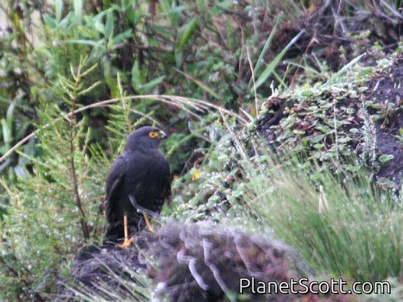 White-rumped Hawk (Parabuteo leucorrhous)