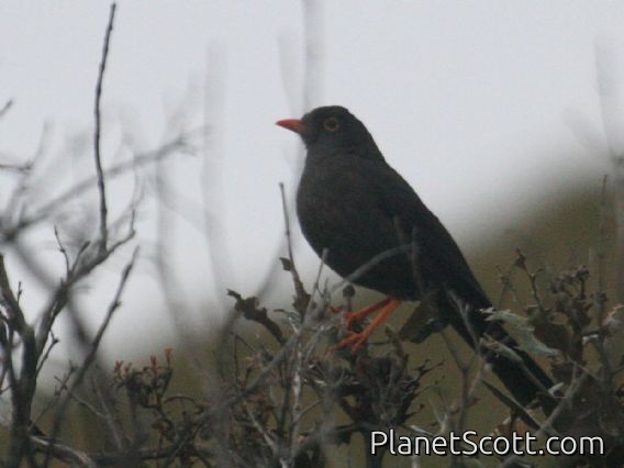 Great Thrush (Turdus fuscater)