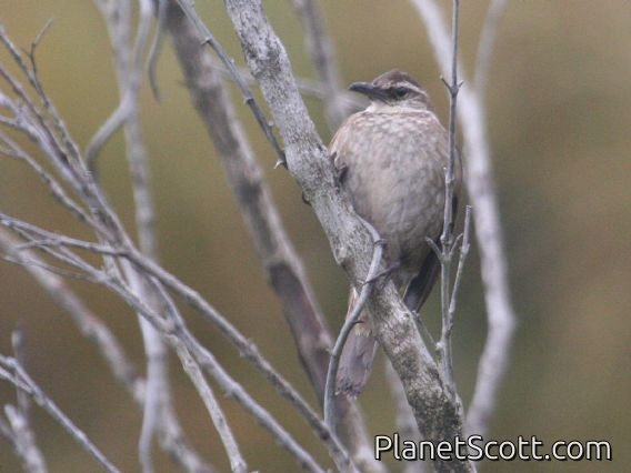 Stout-billed Cinclodes (Cinclodes excelsior)