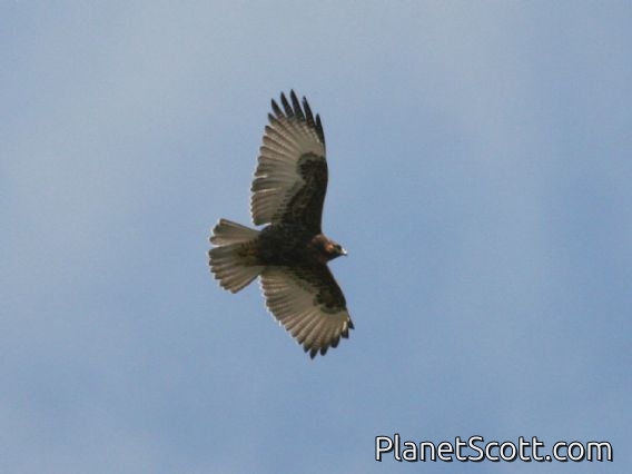 Variable Hawk (Geranoaetus polyosoma) Juvenile
