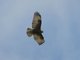 Variable Hawk (Geranoaetus polyosoma) Juvenile