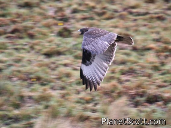 Variable Hawk (Geranoaetus polyosoma) Juvenile