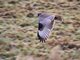 Variable Hawk (Geranoaetus polyosoma) Juvenile