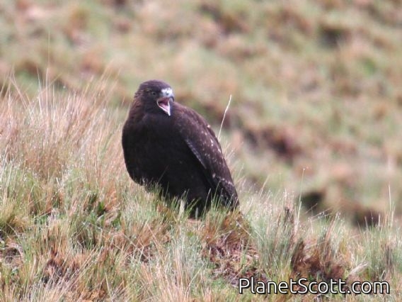 Variable Hawk (Geranoaetus polyosoma)