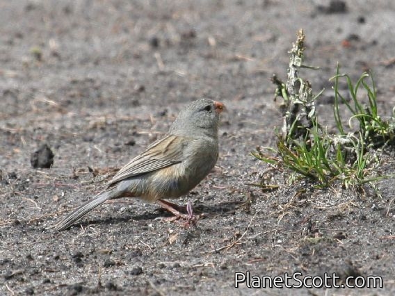 Plain-colored Seedeater (Catamenia inornata)