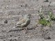 Plain-colored Seedeater (Catamenia inornata)