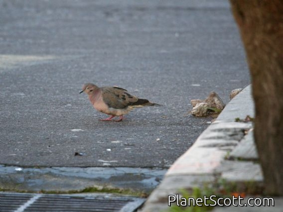 Eared Dove (Zenaida auriculata)
