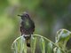 Buff-tailed Coronet (Boissonneaua flavescens)