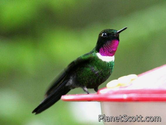Gorgeted Sunangel (Heliangelus strophianus)