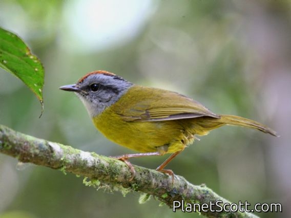 Russet-crowned Warbler (Basileuterus coronata)