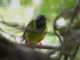 Green-and-black Fruiteater (Pipreola riefferii) 