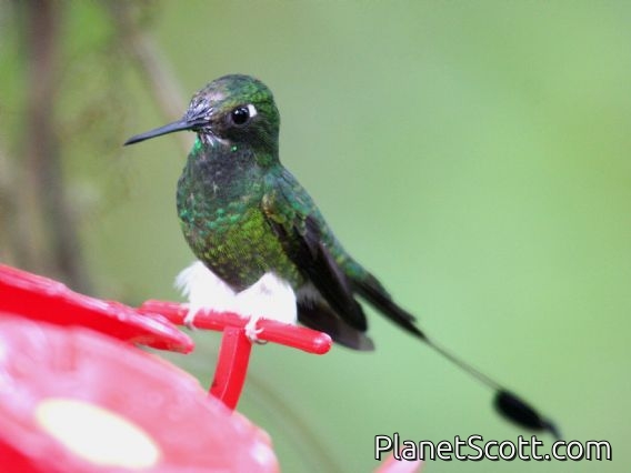 Booted Racket-tail (Ocreatus underwoodii)