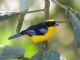 Blue-winged Mountain-Tanager (Anisognathus somptuosus) 