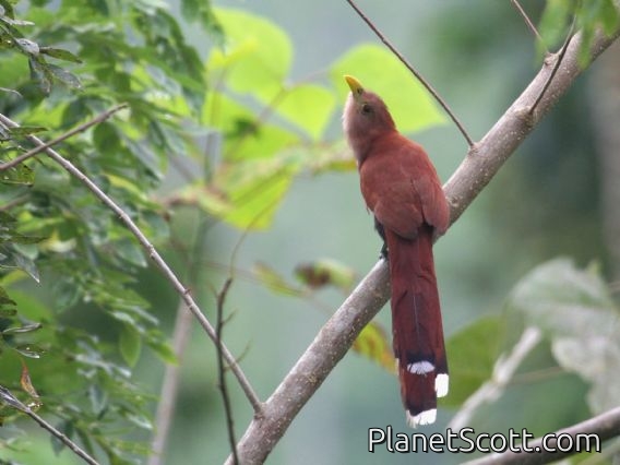 Common Squirrel-Cuckoo (Piaya cayana)