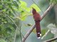 Common Squirrel-Cuckoo (Piaya cayana)