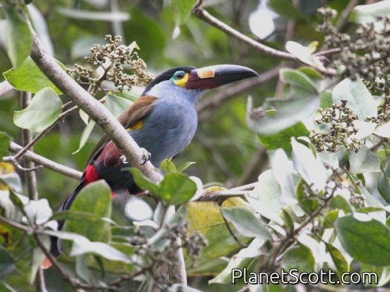 Plate-billed Mountain-Toucan (Andigena laminirostris)