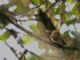 Flavescent Flycatcher (Myiophobus flavicans) 