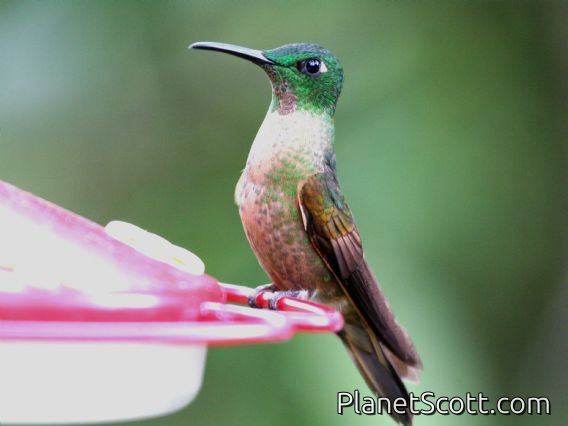 Fawn-breasted Brilliant (Heliodoxa rubinoides)