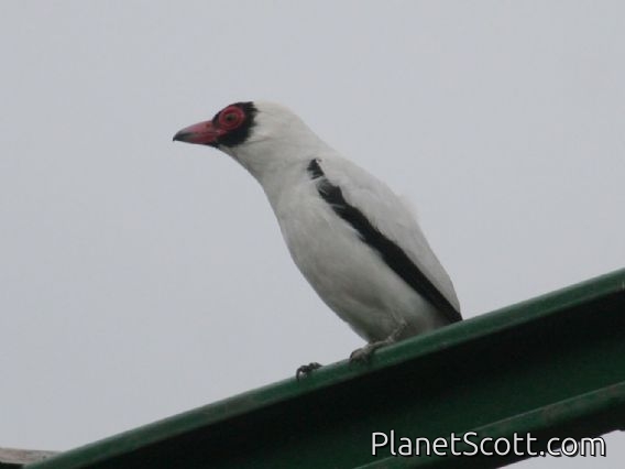 Masked Tityra (Tityra semifasciata)