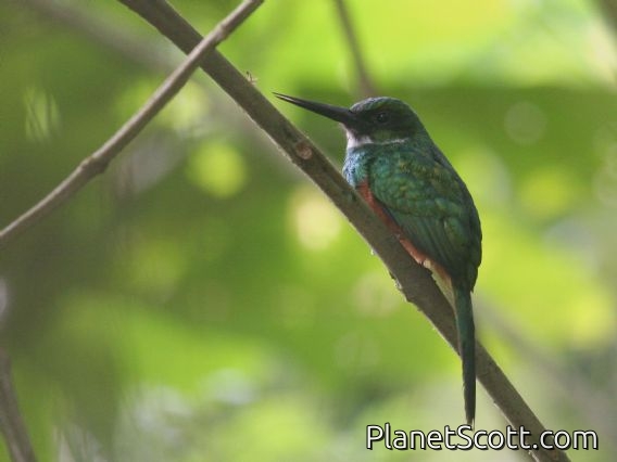 Rufous-tailed Jacamar (Galbula ruficauda)