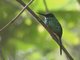 Rufous-tailed Jacamar (Galbula ruficauda)