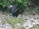 Black Vulture (Coragyps atratus)