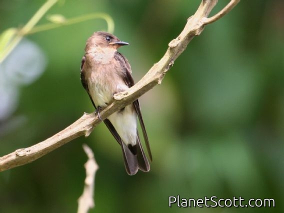Southern Rough-winged Swallow (Stelgidopteryx ruficollis)