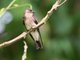 Southern Rough-winged Swallow (Stelgidopteryx ruficollis)