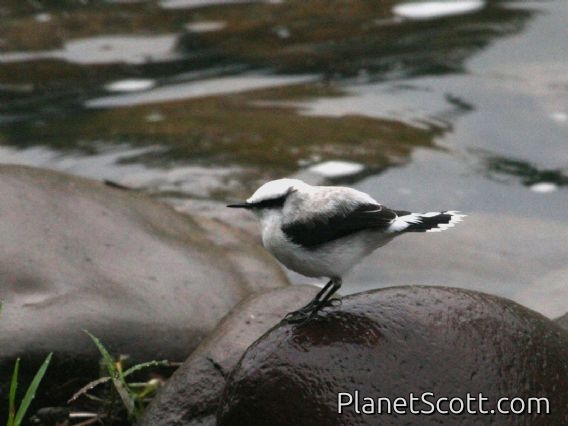 Masked Water-Tyrant (Fluvicola nengeta)
