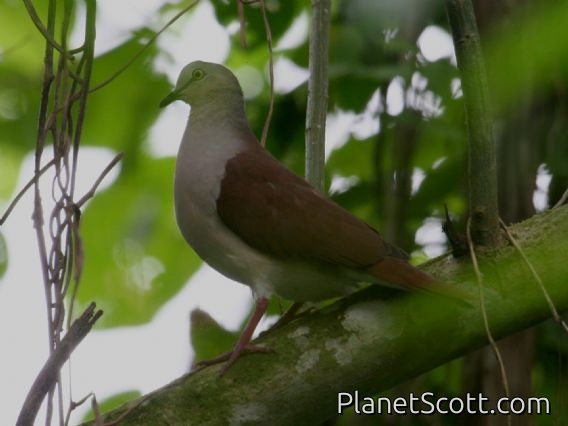 Pallid Dove (Leptotila pallida)