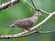 Ecuadorian Ground-Dove (Columbina buckleyi)