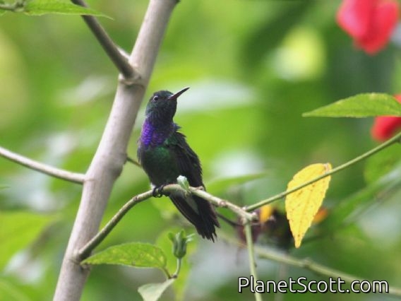 Purple-chested Hummingbird (Amazilia rosenbergi)