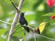 Purple-chested Hummingbird (Amazilia rosenbergi)