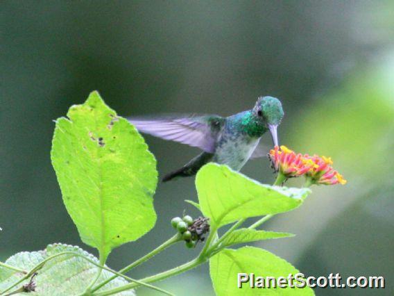 Purple-chested Hummingbird (Polyerata rosenbergi)