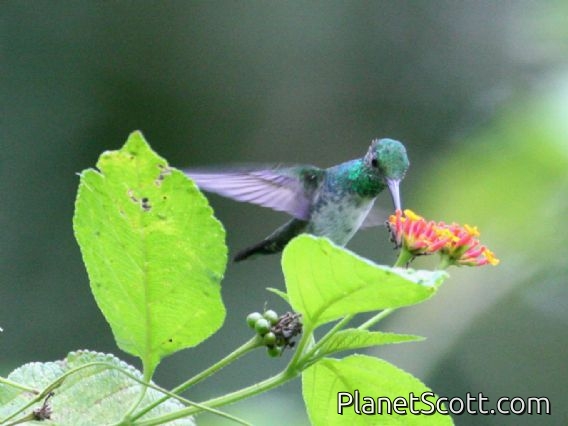 Purple-chested Hummingbird (Amazilia rosenbergi)