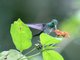 Purple-chested Hummingbird (Amazilia rosenbergi)