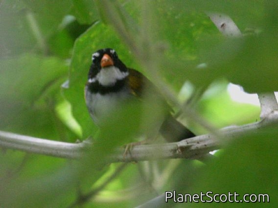 Orange-billed Sparrow (Arremon aurantiirostris)