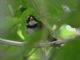 Orange-billed Sparrow (Arremon aurantiirostris) 