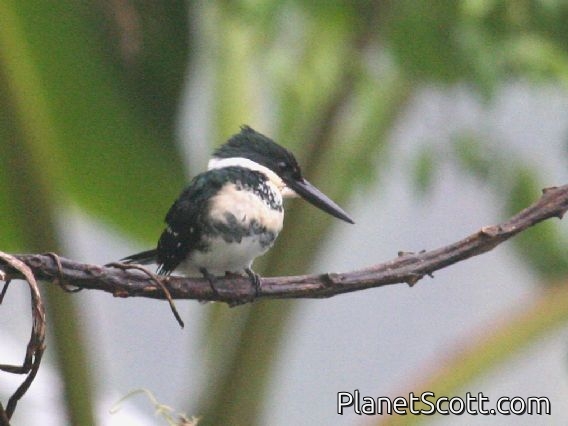 Green Kingfisher (Chloroceryle americana)